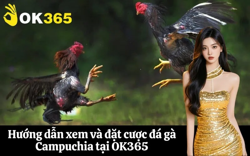 Hướng dẫn xem và đặt cược đá gà Campuchia tại OK365