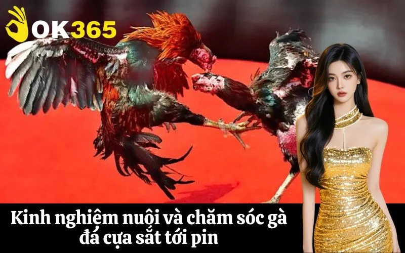 Kinh nghiệm nuôi và chăm sóc gà đá cựa sắt tới pin