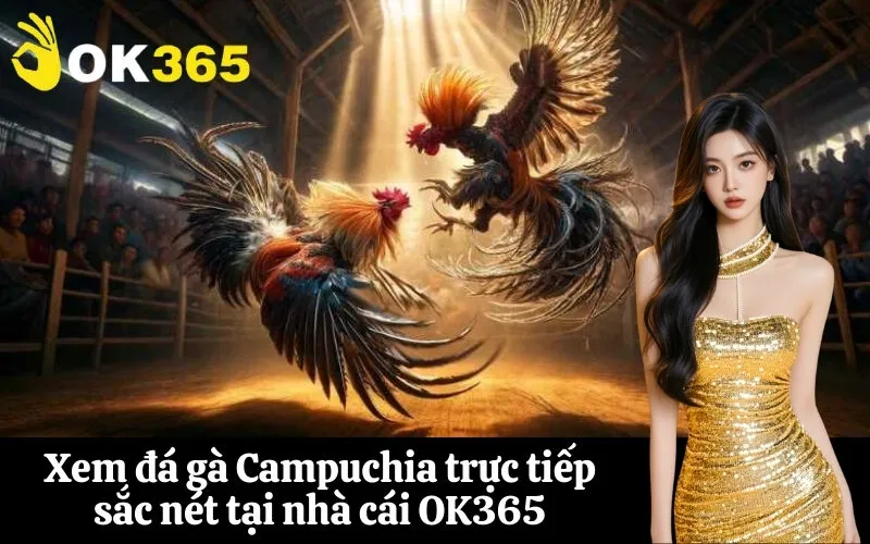 Xem đá gà Campuchia trực tiếp sắc nét tại nhà cái OK365