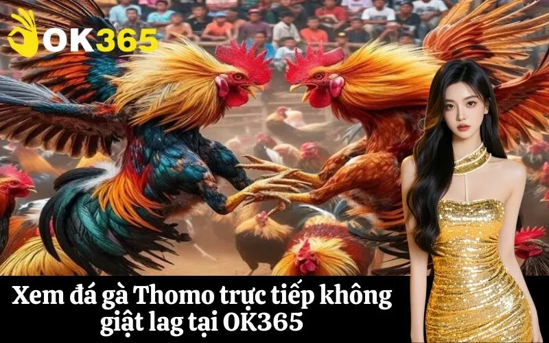 Xem đá gà Thomo trực tiếp không giật lag tại OK365